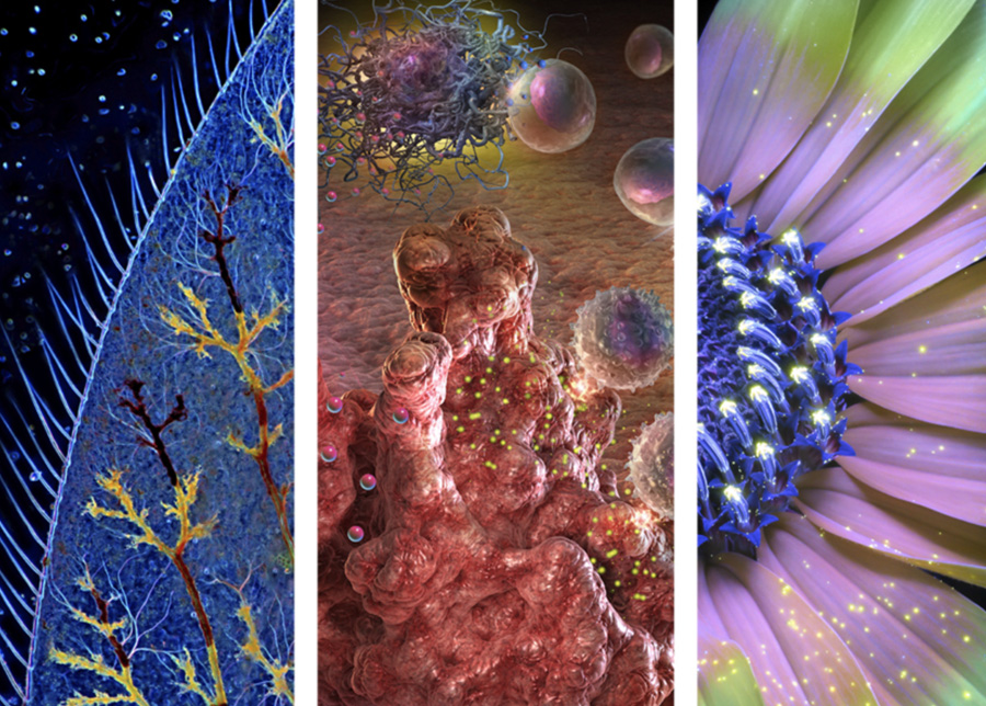 Exhibition design for Images from Science